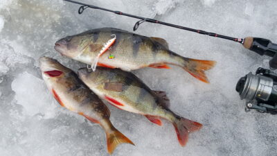 Eurasian perch — Arinas