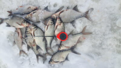 Carp bream