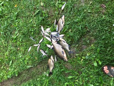 Carp bream
