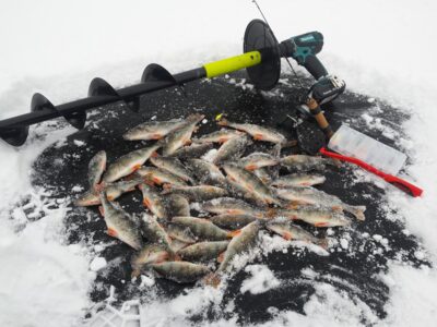 Eurasian perch ×35 — Sartai