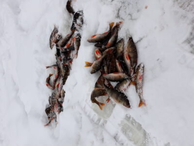 Eurasian perch ×60