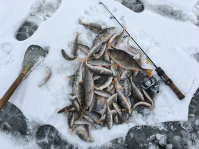 Eurasian perch, 2.5 kg