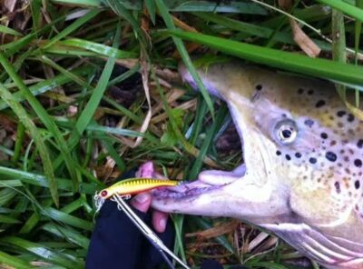 Atlantic salmon, 12.4 kg — Neris River
