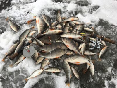 Eurasian perch, 0.5 kg