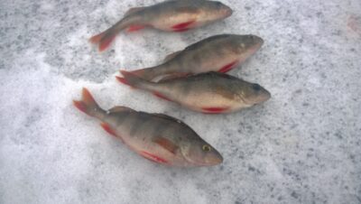 Eurasian perch
