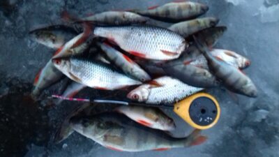 Eurasian perch, 0.1 kg — Jauriukas