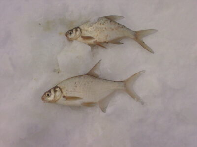 Silver Bream