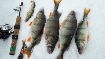 Eurasian perch ×4