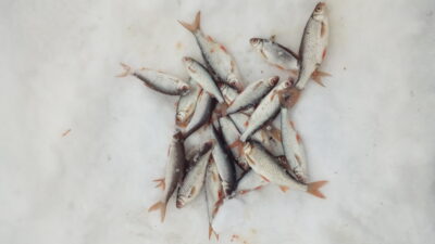 Roach ×20 — Nemėžių