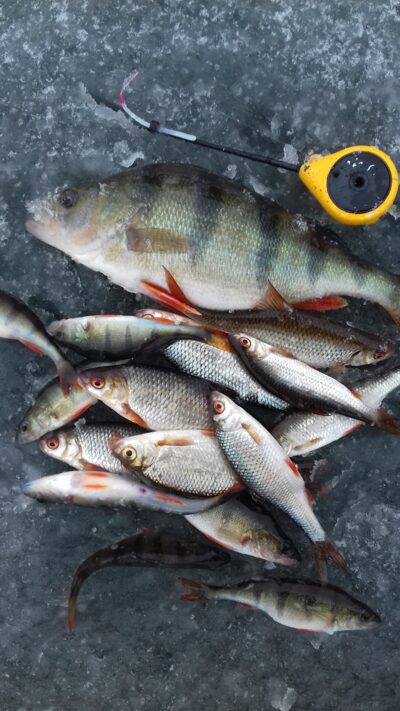 Eurasian perch, 0.6 kg — Jaurys