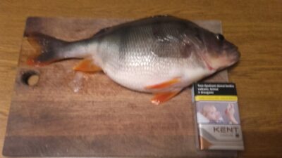 Eurasian perch, 0.7 kg — Druskonis