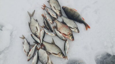 Carp bream