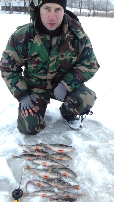 Eurasian perch ×14