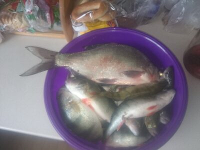 Carp bream, 0.8 kg
