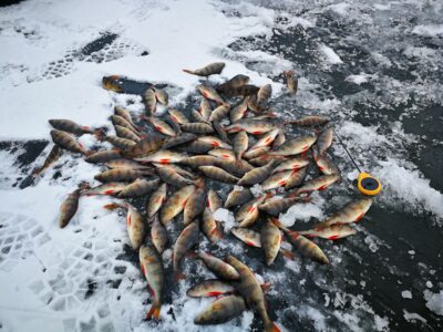 Eurasian perch ×86
