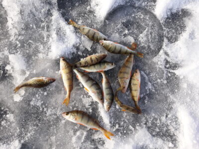 Eurasian perch ×11