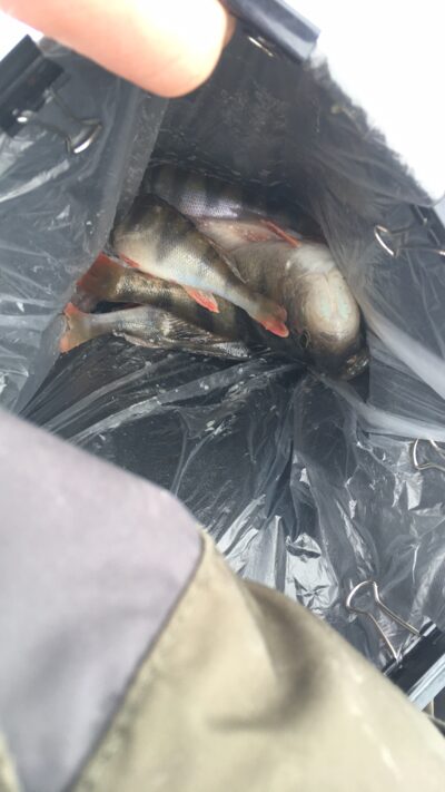 Eurasian perch