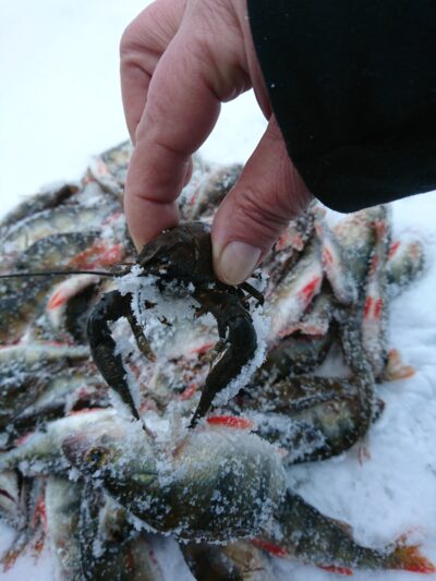 Eurasian perch