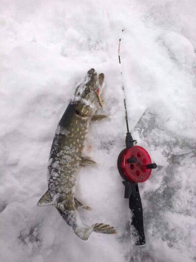 Northern Pike