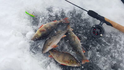 Eurasian perch ×4 — Arinas
