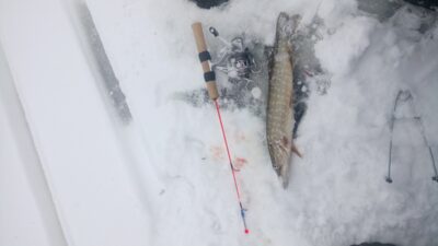 Northern Pike