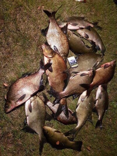Carp bream ×9 — Avilys