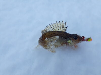 Ruffe