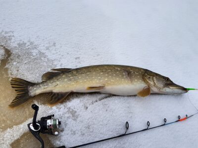 Northern Pike