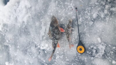 Eurasian perch, 0.5 kg
