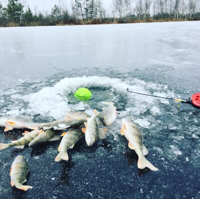 Eurasian perch
