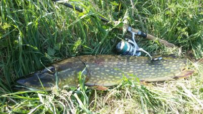 Northern Pike, 4.2 kg