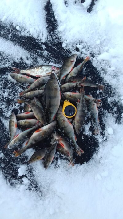 Eurasian perch ×30 — Jauriukas