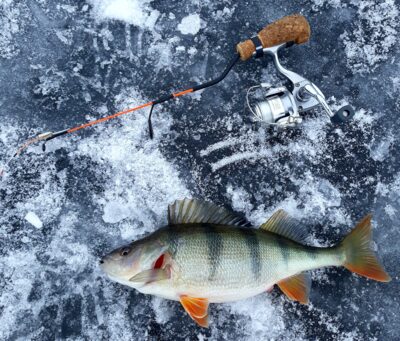 Eurasian perch, 0.4 kg — Šlavantas
