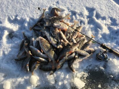 Eurasian perch, 0.4 kg