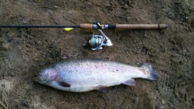 Ocean Trout, 3.2 kg