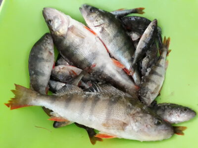 Eurasian perch ×30