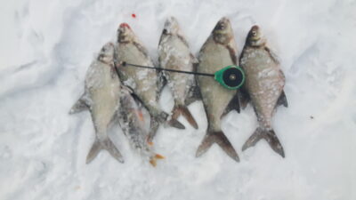 Carp bream