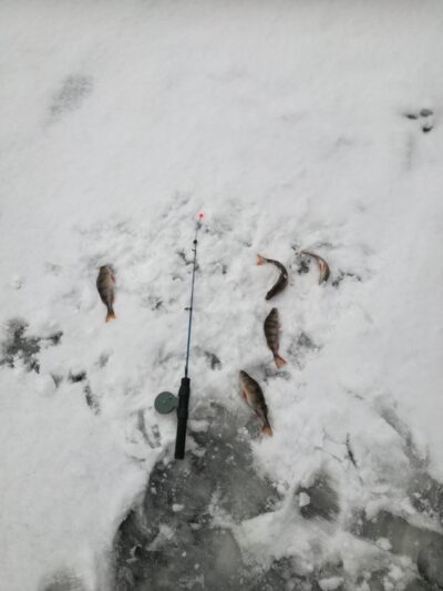Eurasian perch ×7 — Gulbinas