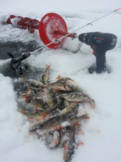 Eurasian perch