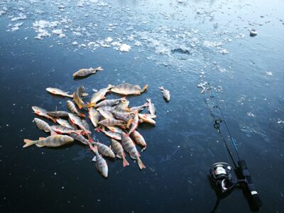 Eurasian perch ×44