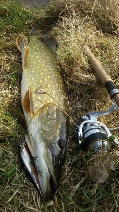 Northern Pike