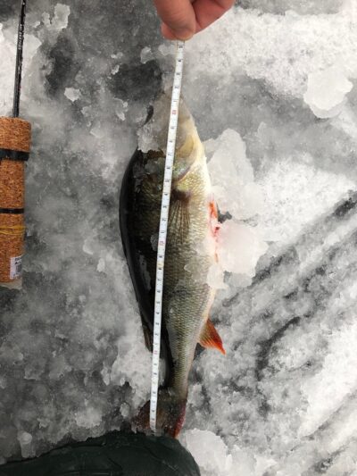 Eurasian perch — Lydekis