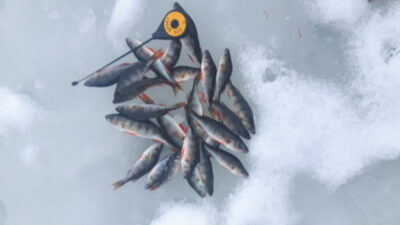 Eurasian perch