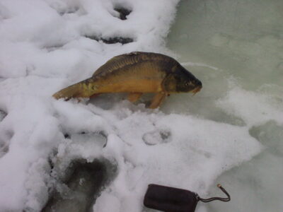 Mirror carp