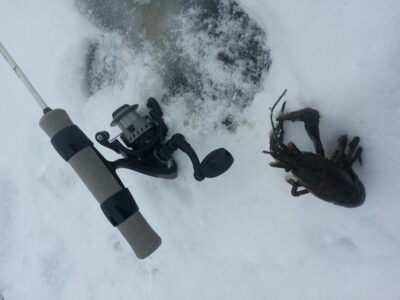 Broad-fingered crayfish