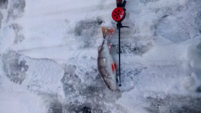 Eurasian perch