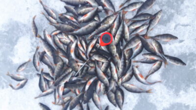Eurasian perch
