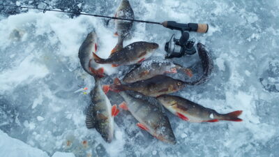 Eurasian perch