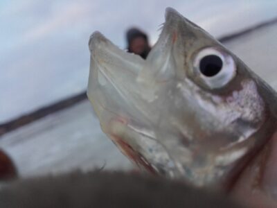 European smelt