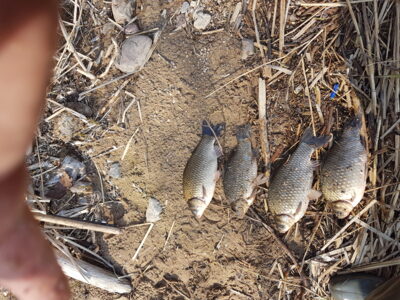 Prussian carp ×4